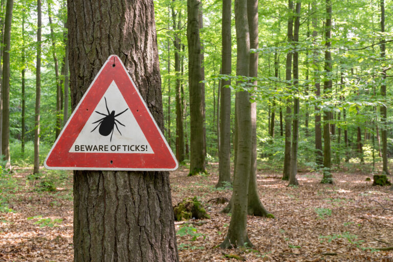 Tick Borne Illness: Resources for Teams