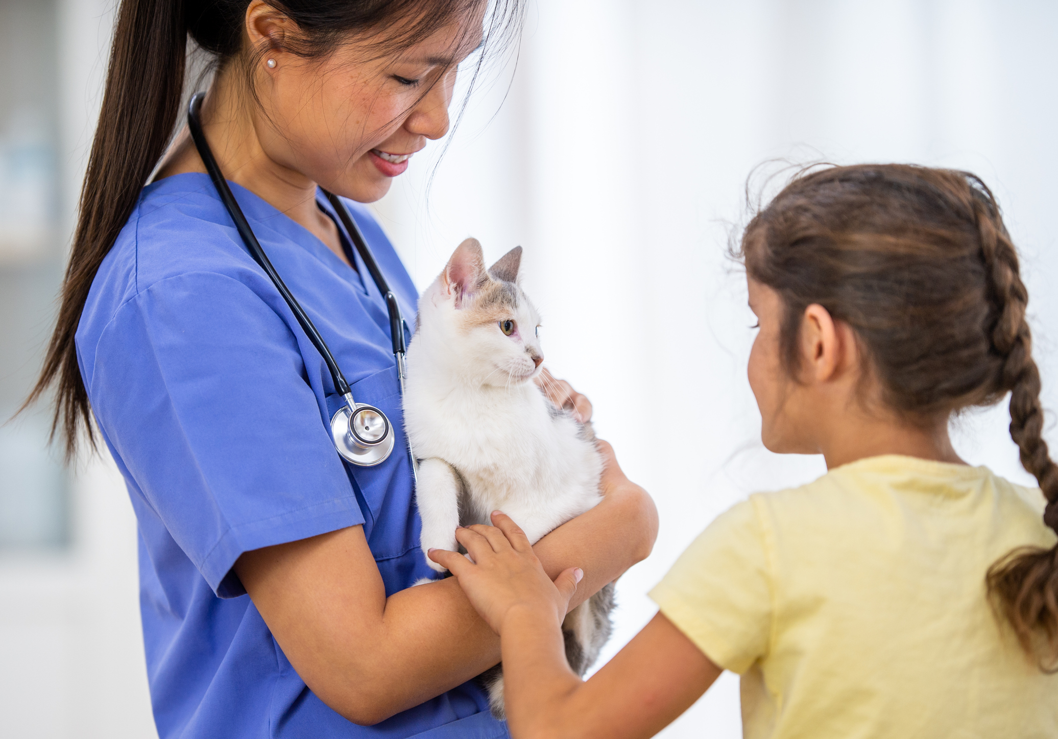 New course on healthy cat ownership